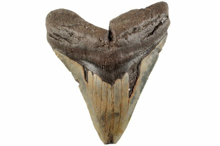 4.09" Fossil Megalodon Tooth - North Carolina